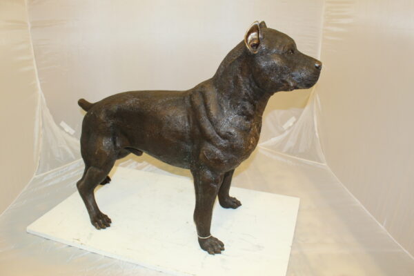 Pit Bull Dog Bronze Statue -  Size: 33"L x 11"W x 26"H.