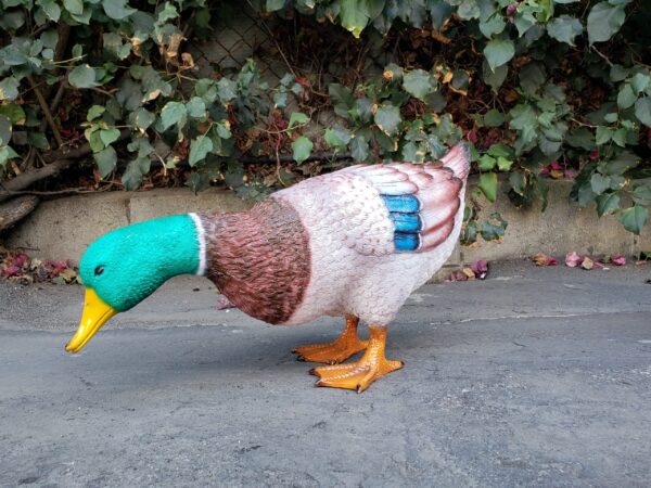 Duck Standing Looking Down Bronze Statue -  Size: 24"L x 9"W x 12"H. - Image 5