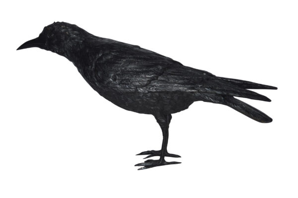 Raven with his head up Bronze Statue - Size: 23"L x 6"W x 13"H. - Image 2