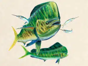 Mahi Mahi, limited edition giclee by Jason Mathias, 40x30 signed and numbered